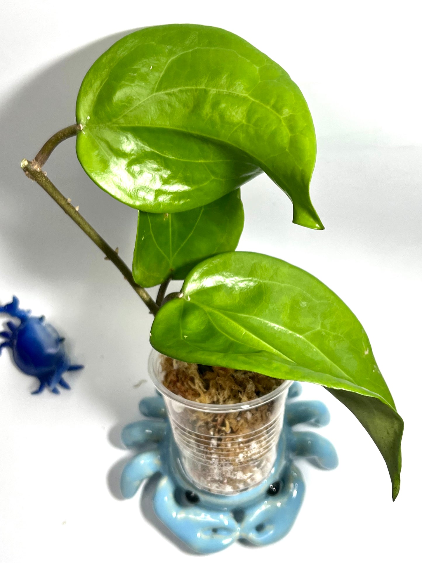 Hoya surigaoensis - Unrooted