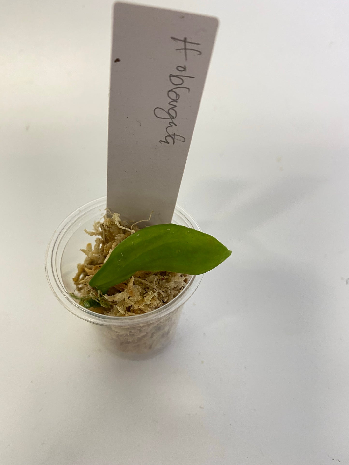 Hoya oblongata / anulata - unrooted - free addon