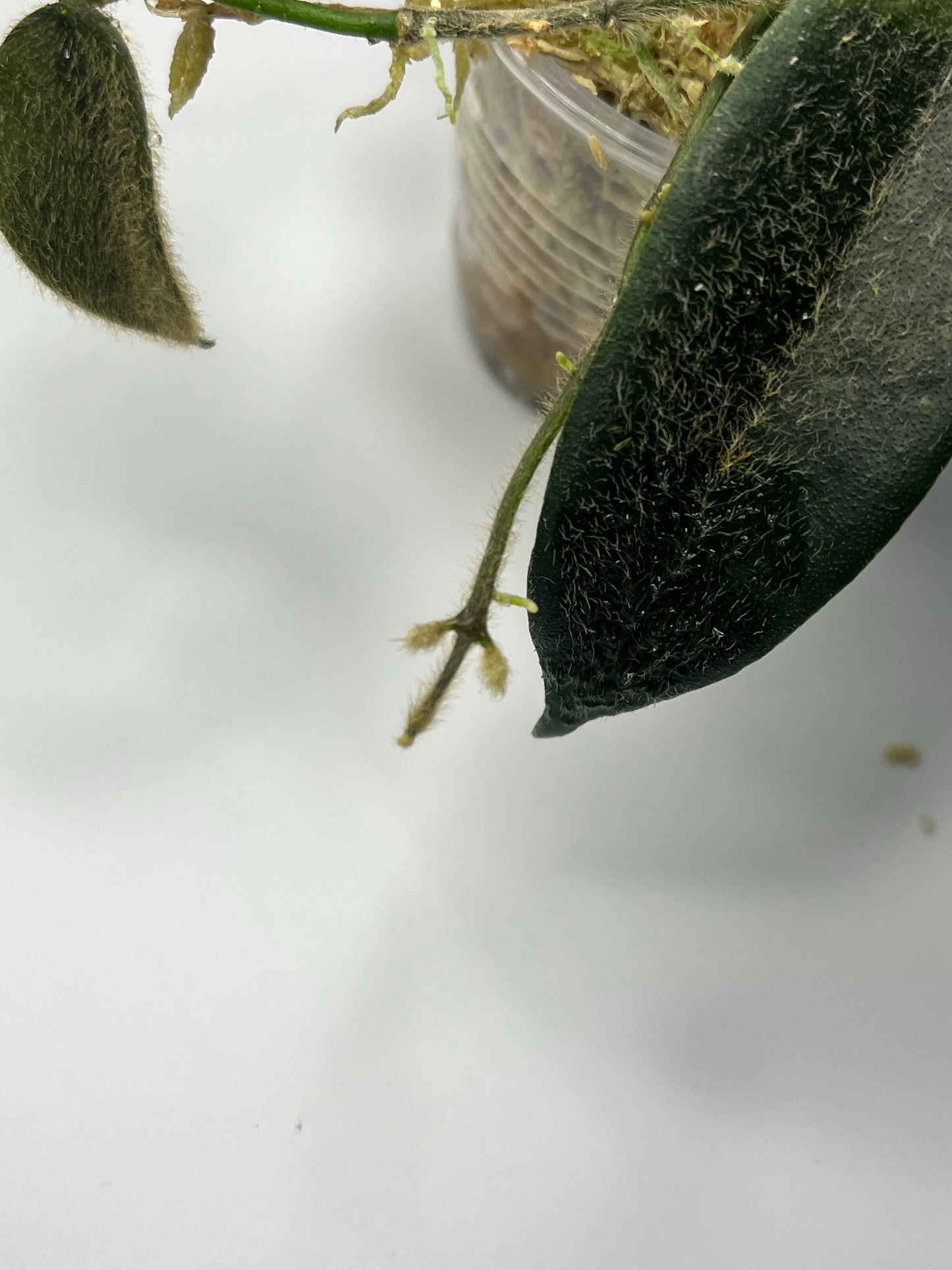 Hoya sp thomsonii - active growth