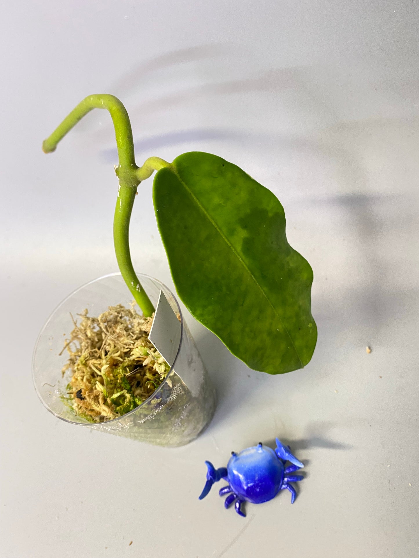 Hoya imperialis Palawan - Unrooted