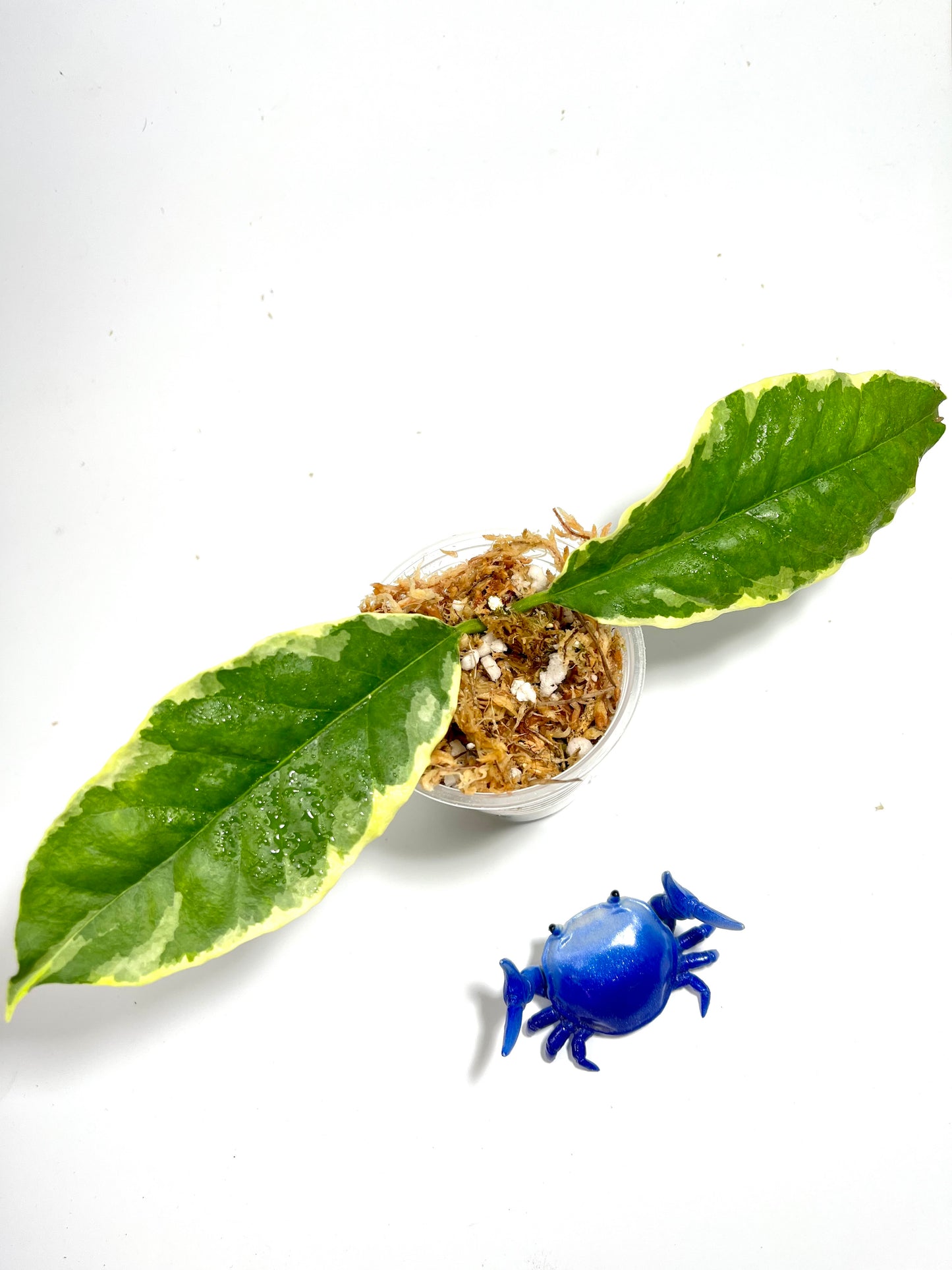 Hoya multiflora albo - Unrooted