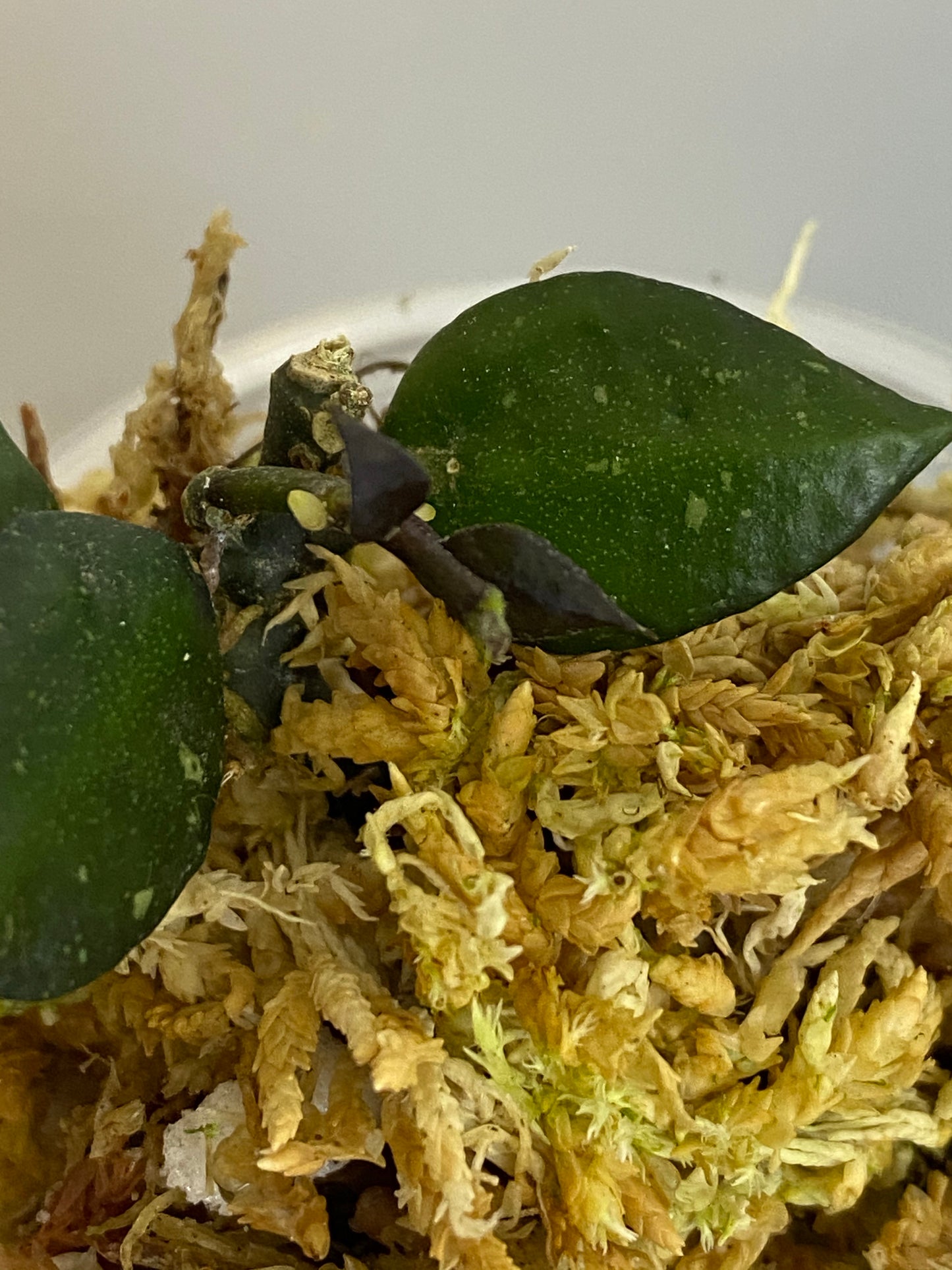 Hoya krohniana black - new growth