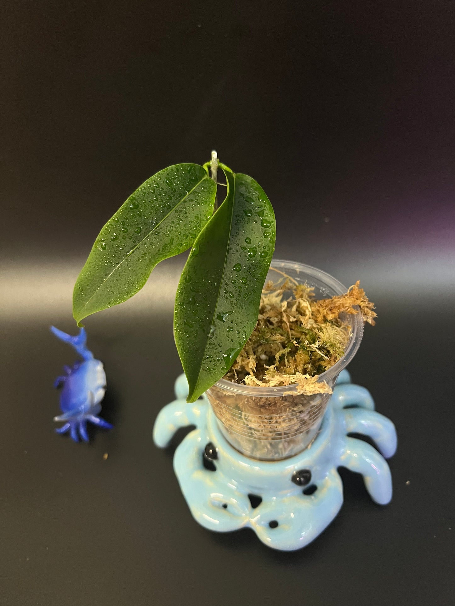 Hoya apoda - Unrooted