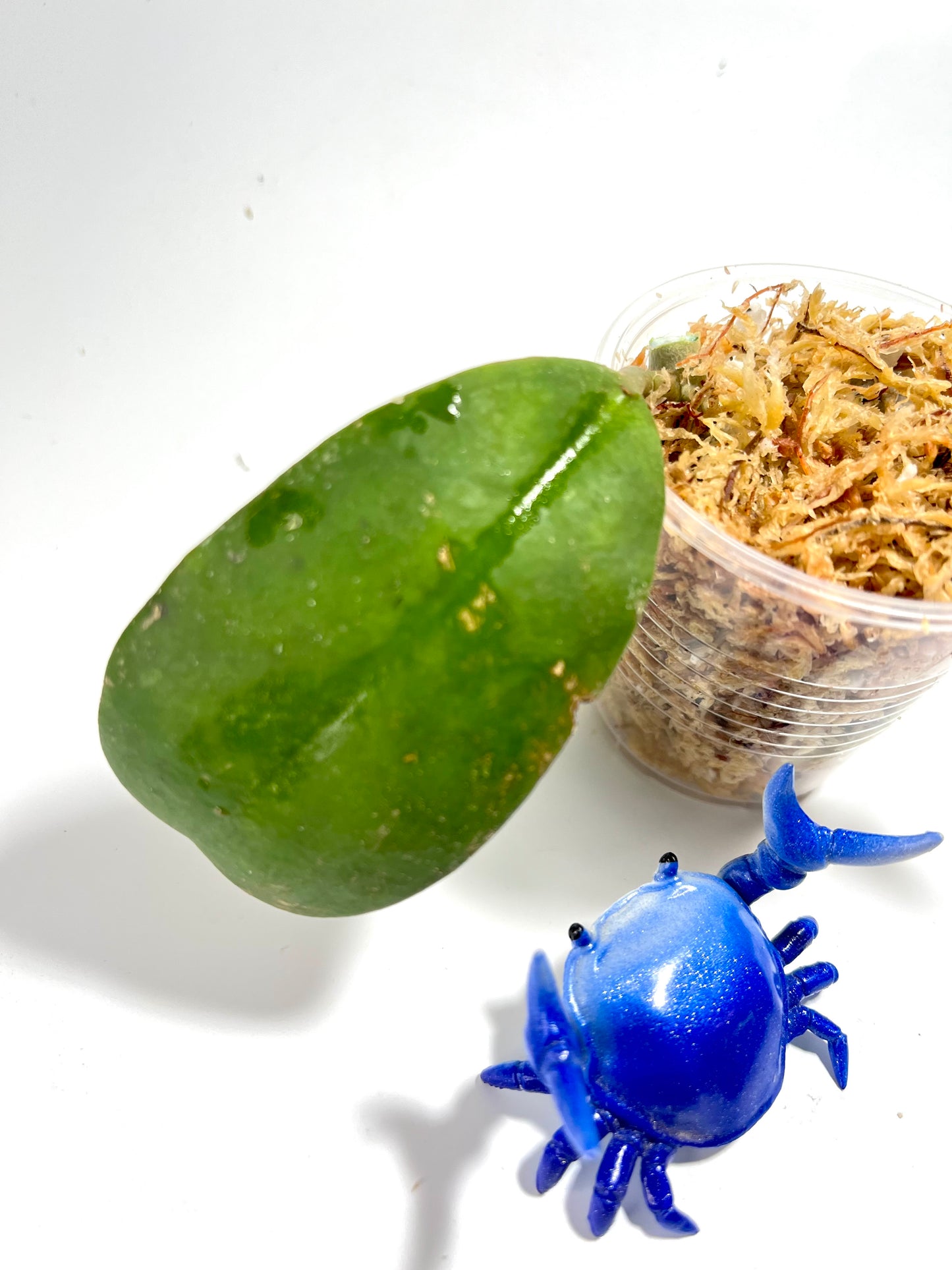 Hoya kerrii x meliflua - unrooted