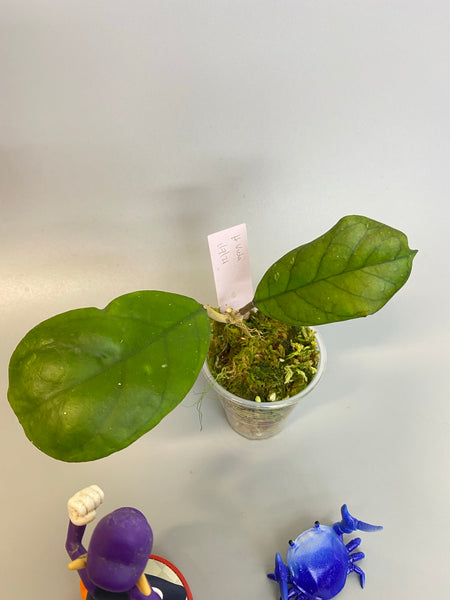 Hoya viola (deykeae x vitellina) with active growth.