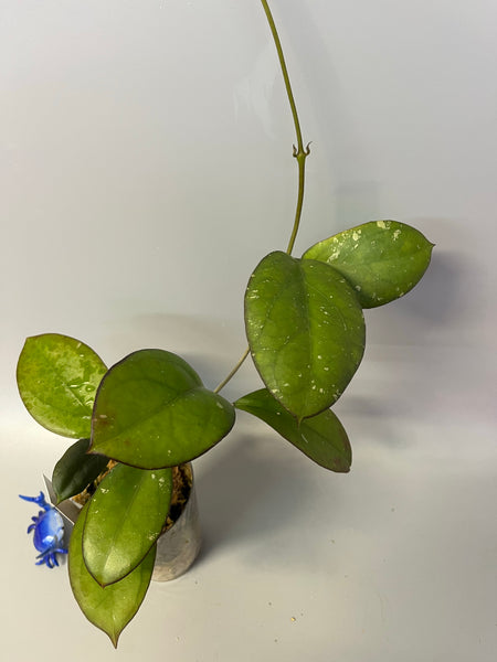 Hoya luckii - new hybrid - vitellina pink x unknown - starting to root