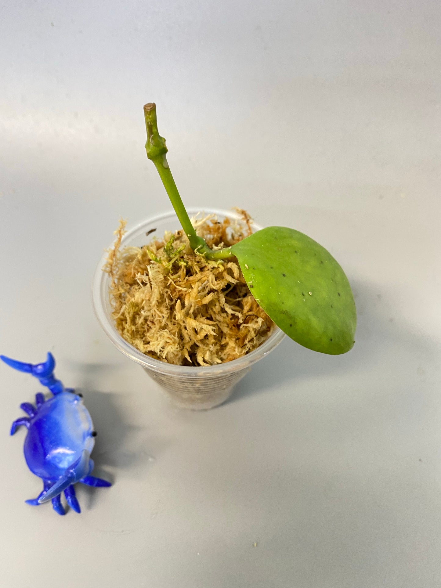 Reserved for kimberlee - Hoya Kastbergii - starting to root