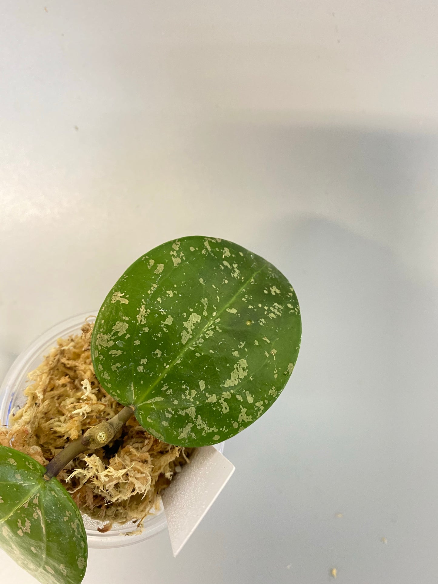 Reserved for Brittany - Hoya parasitica splash - unrooted