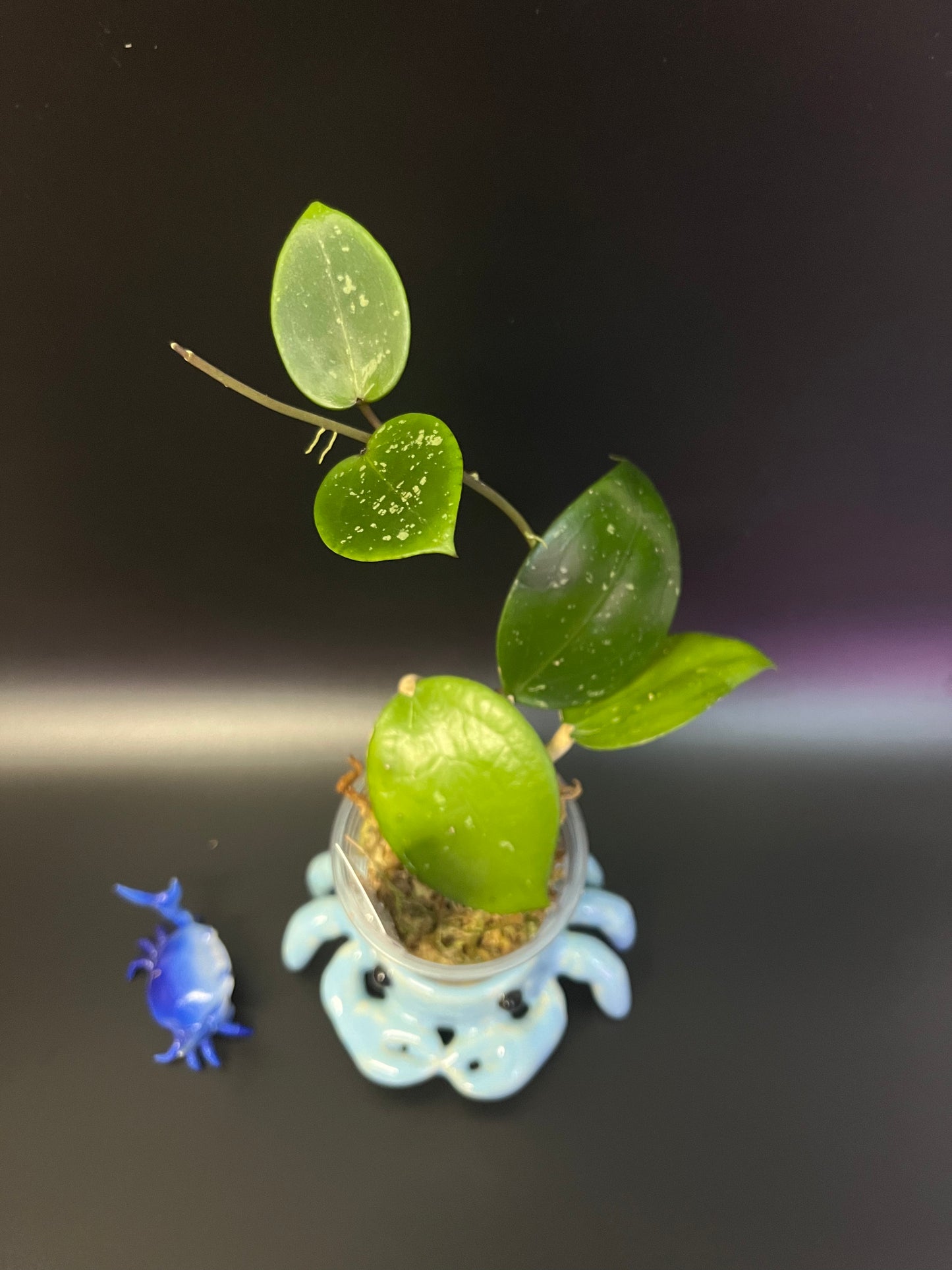 Hoya sp 33 ap 1054 - fresh cut - Unrooted