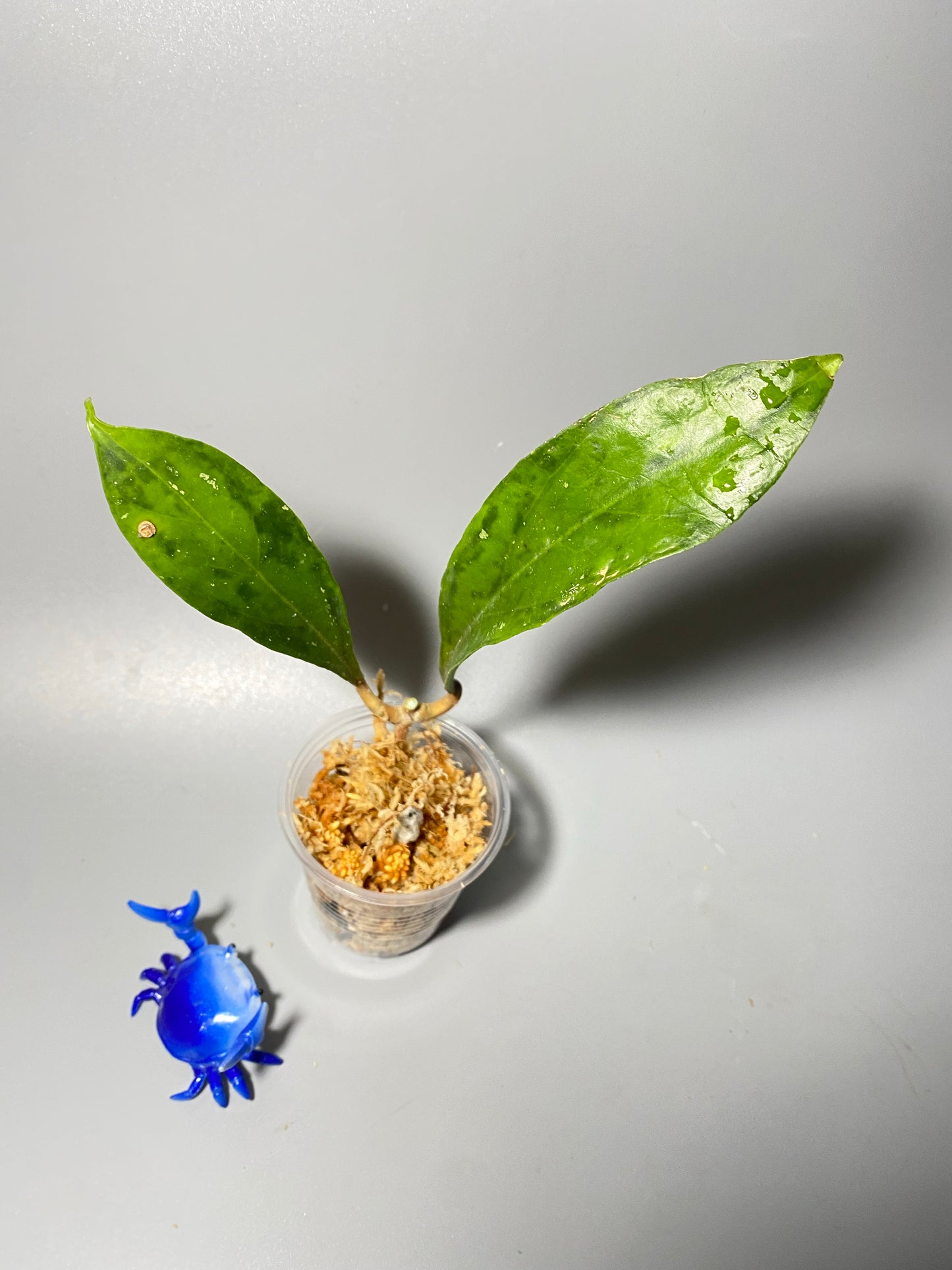 Hoya Estrella waterfall IML 1256 - has some roots