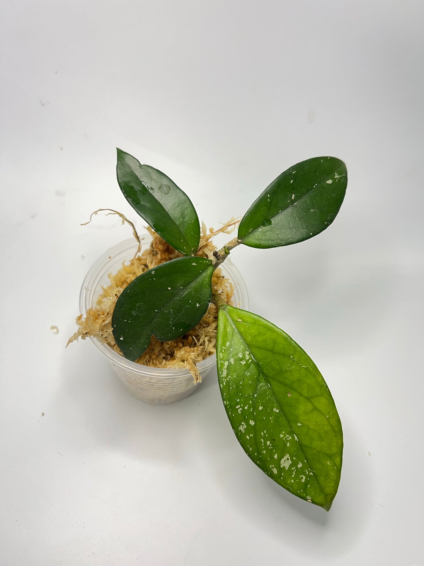 Hoya carnosa stardust - Unrooted