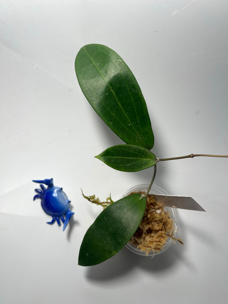 Hoya sp NR02 / NR-02 illagorium hybrid - active growth