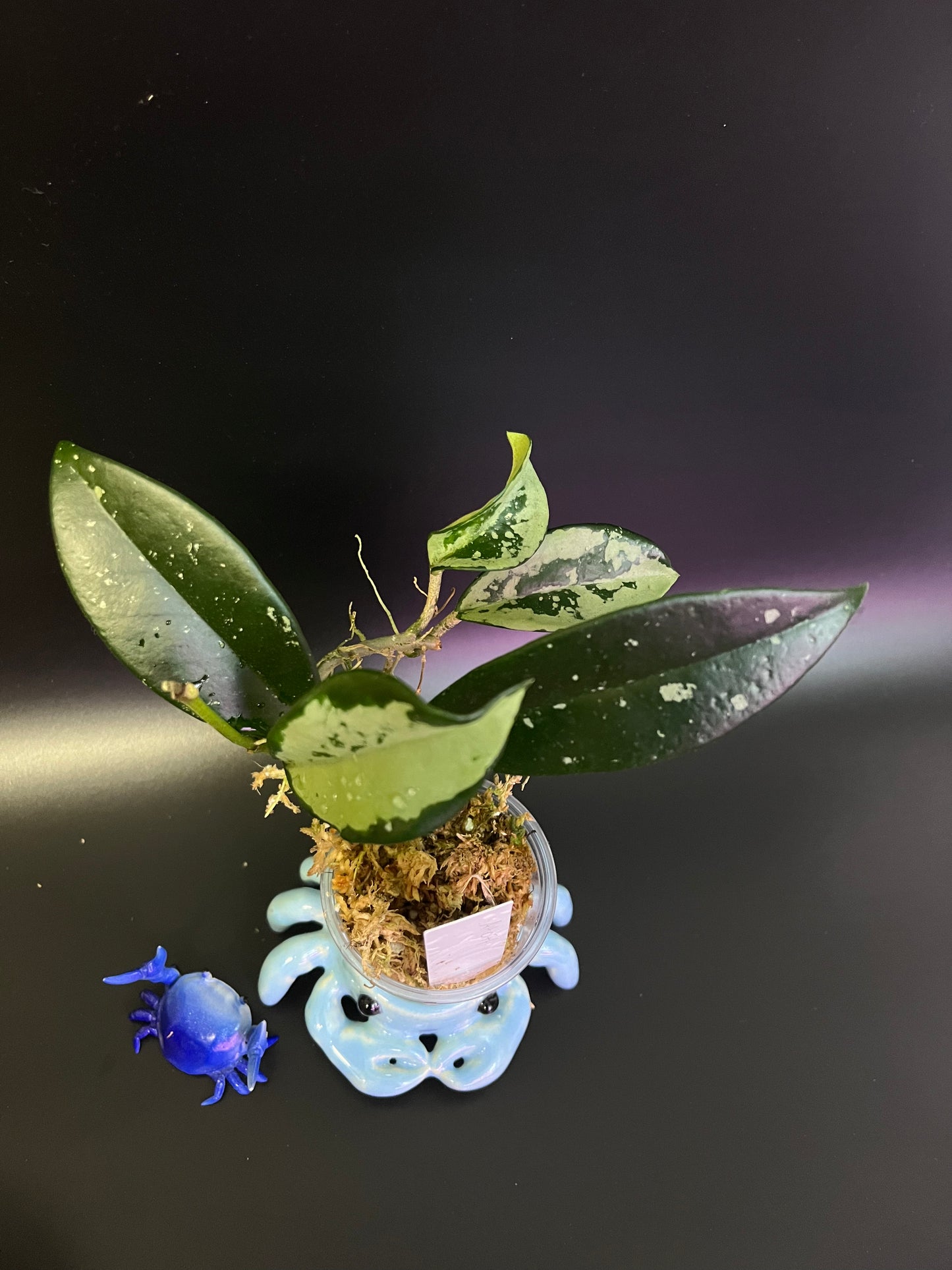 Hoya AH-074 silver clone- starting to root