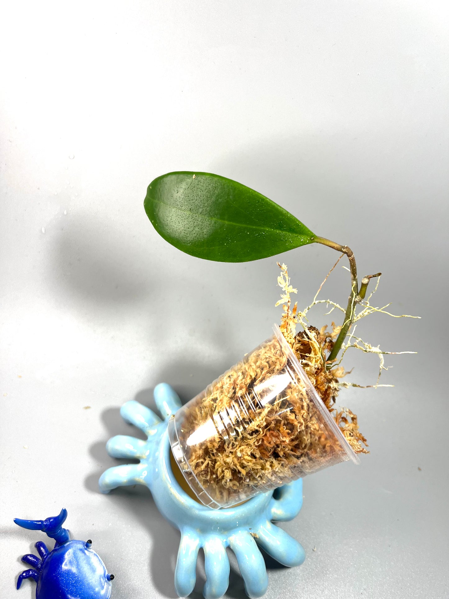 Hoya ‘hotlips’ - Unrooted