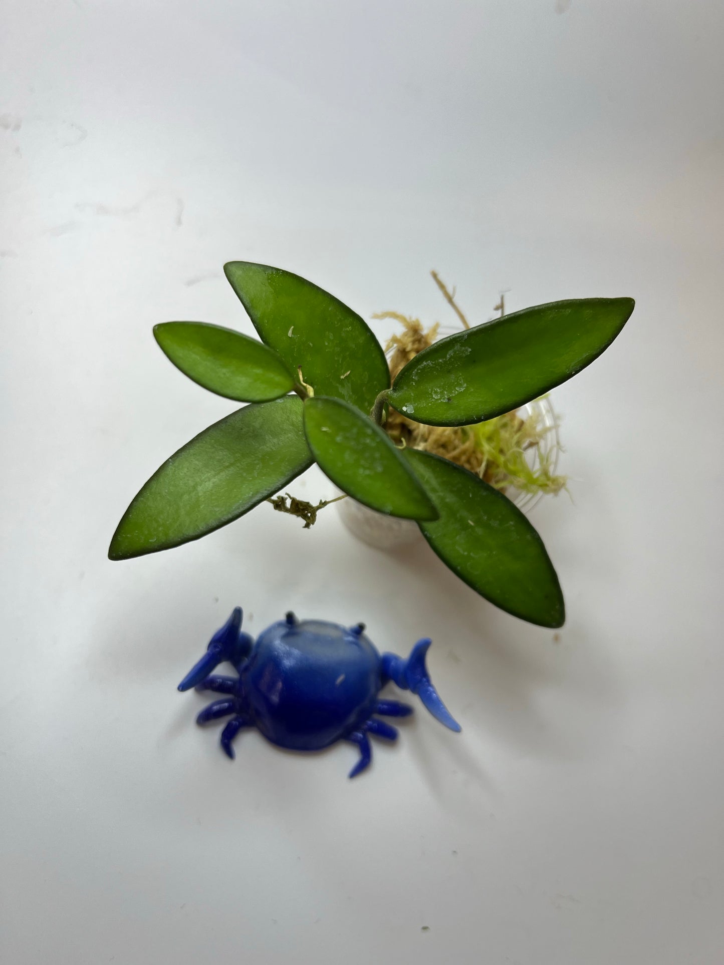 Hoya rosita (wayettii x tsangii) - Unrooted