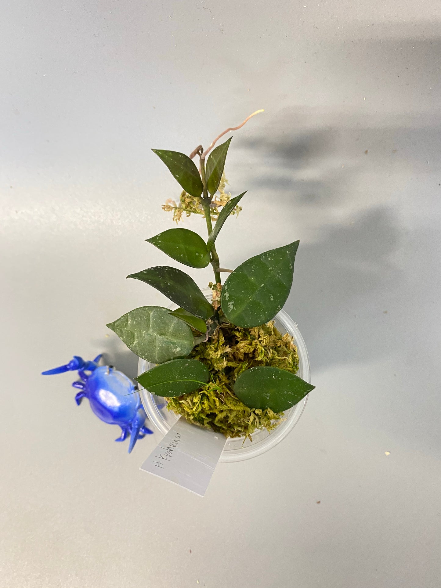 Hoya krohniana with active growth