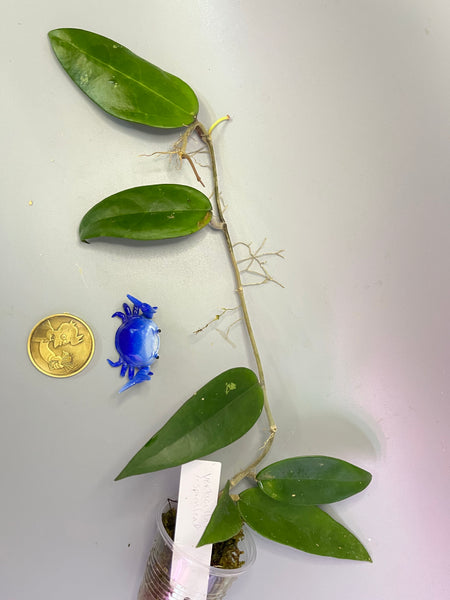 Hoya verticillata EPC spoon leaf - active growth