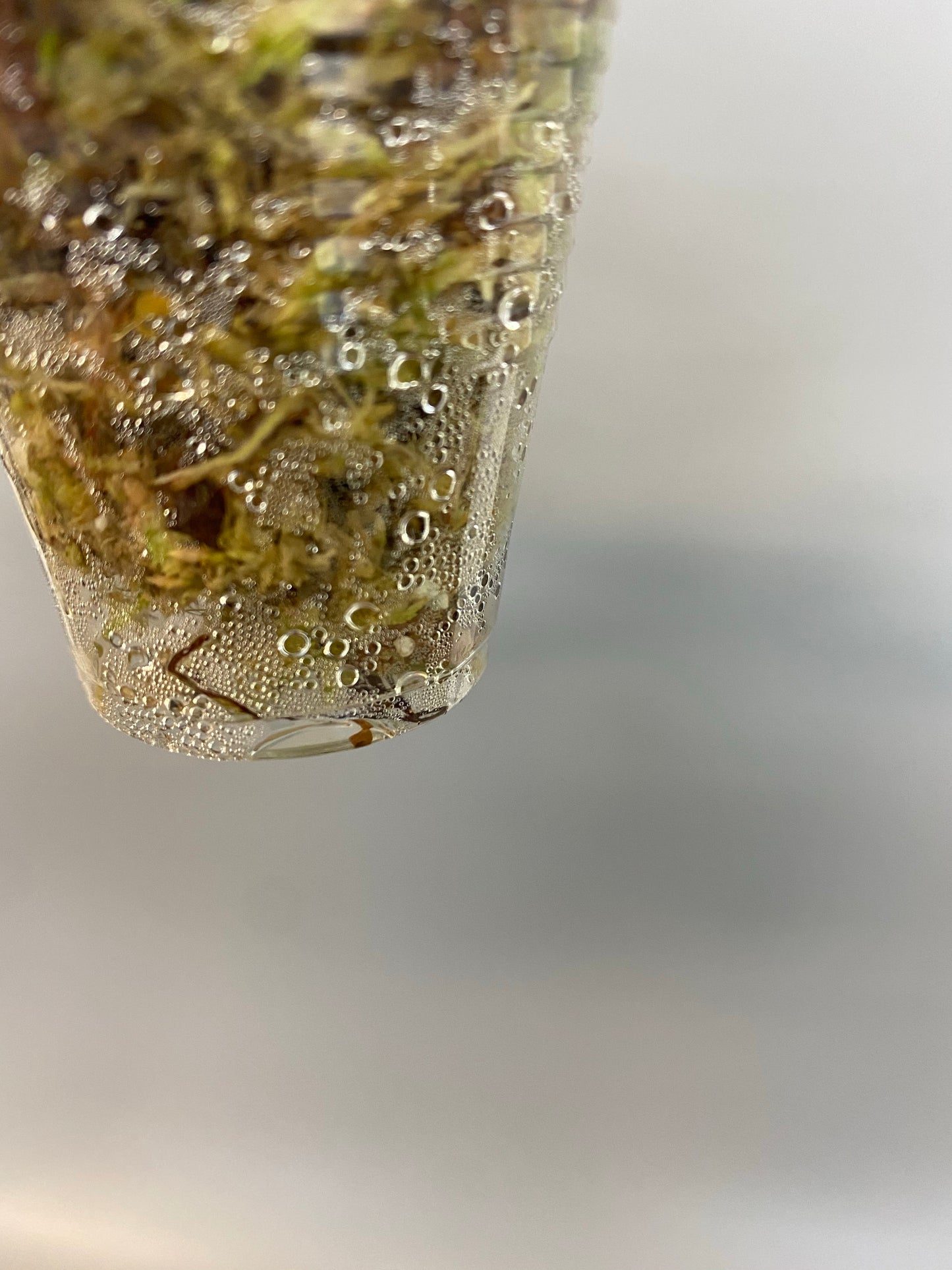 Hoya rotundiflora - with active growth