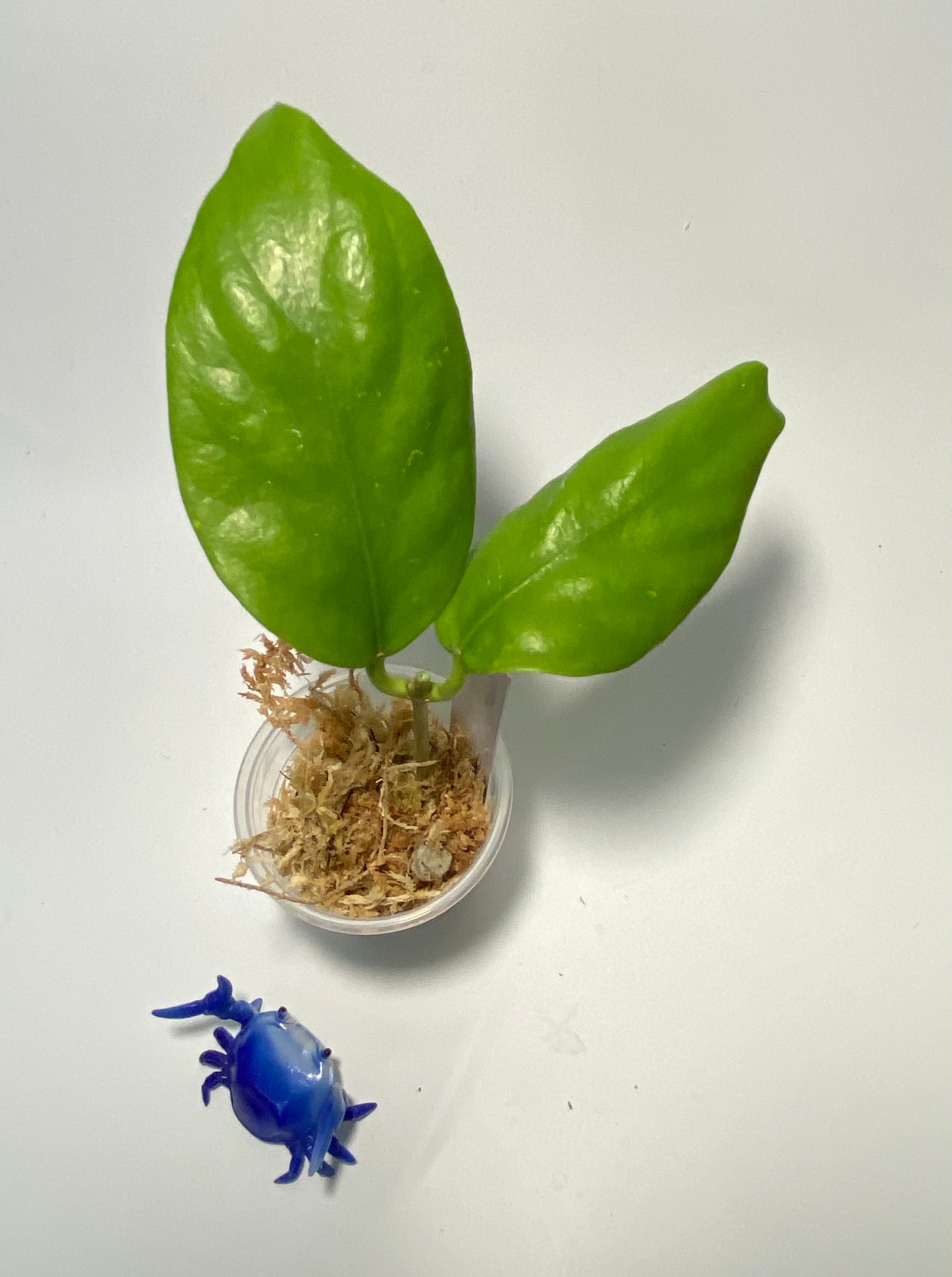 Hoya BP06 - unrooted