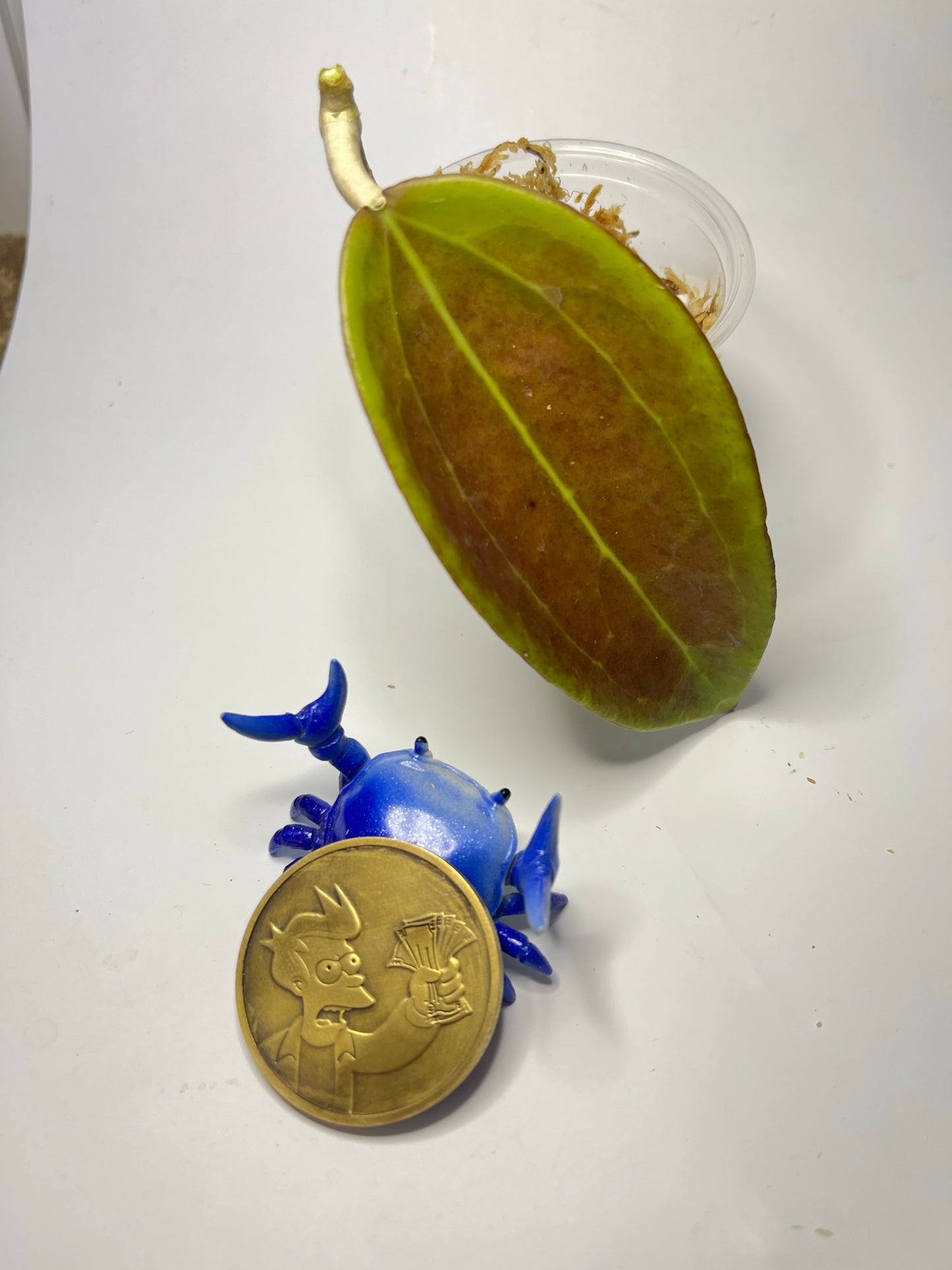 Hoya cinnamomifolia x unknown hybrid - Unrooted