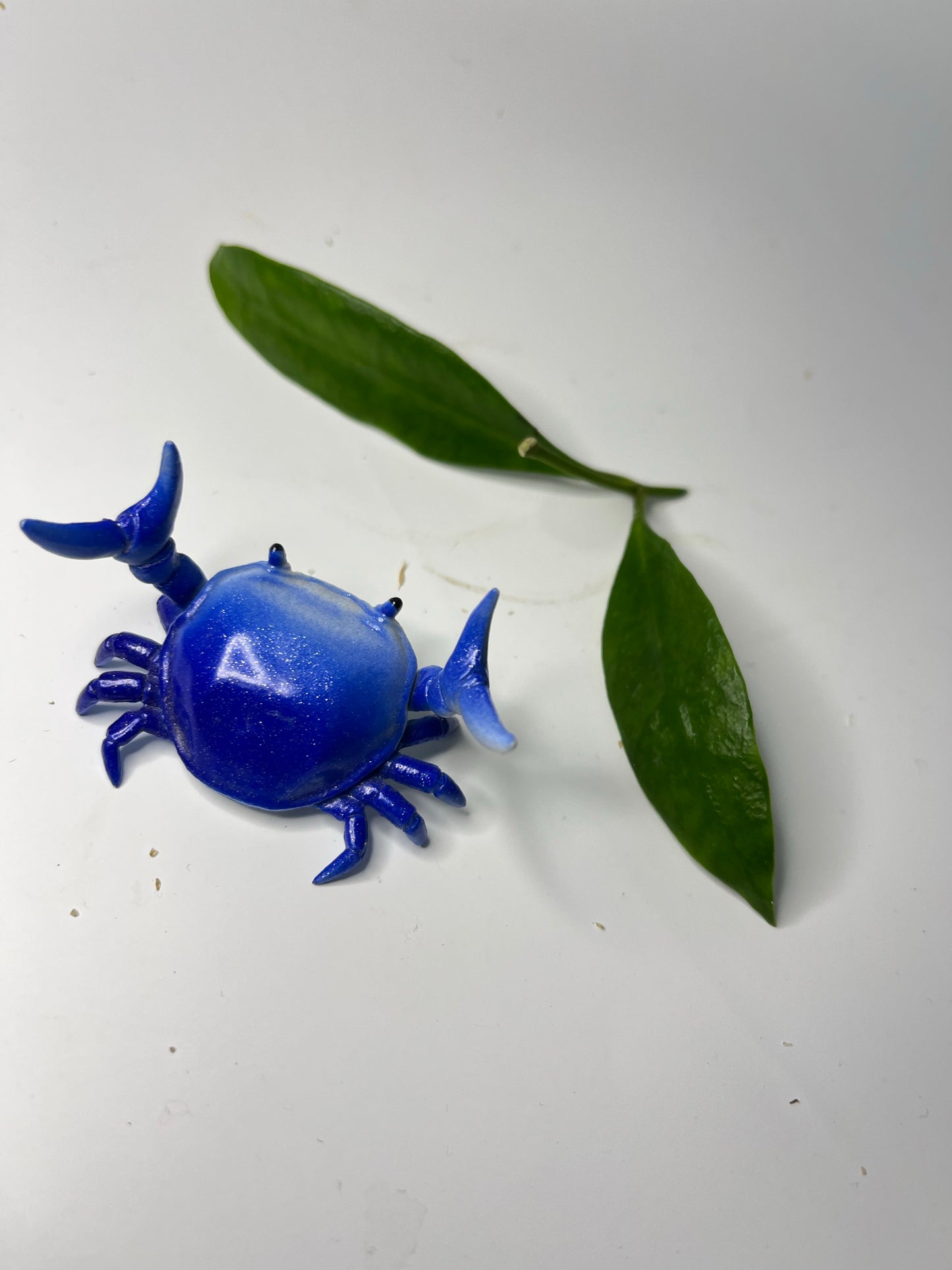 Free addon - Hoya sulawesi Ap 1043 - unrooted