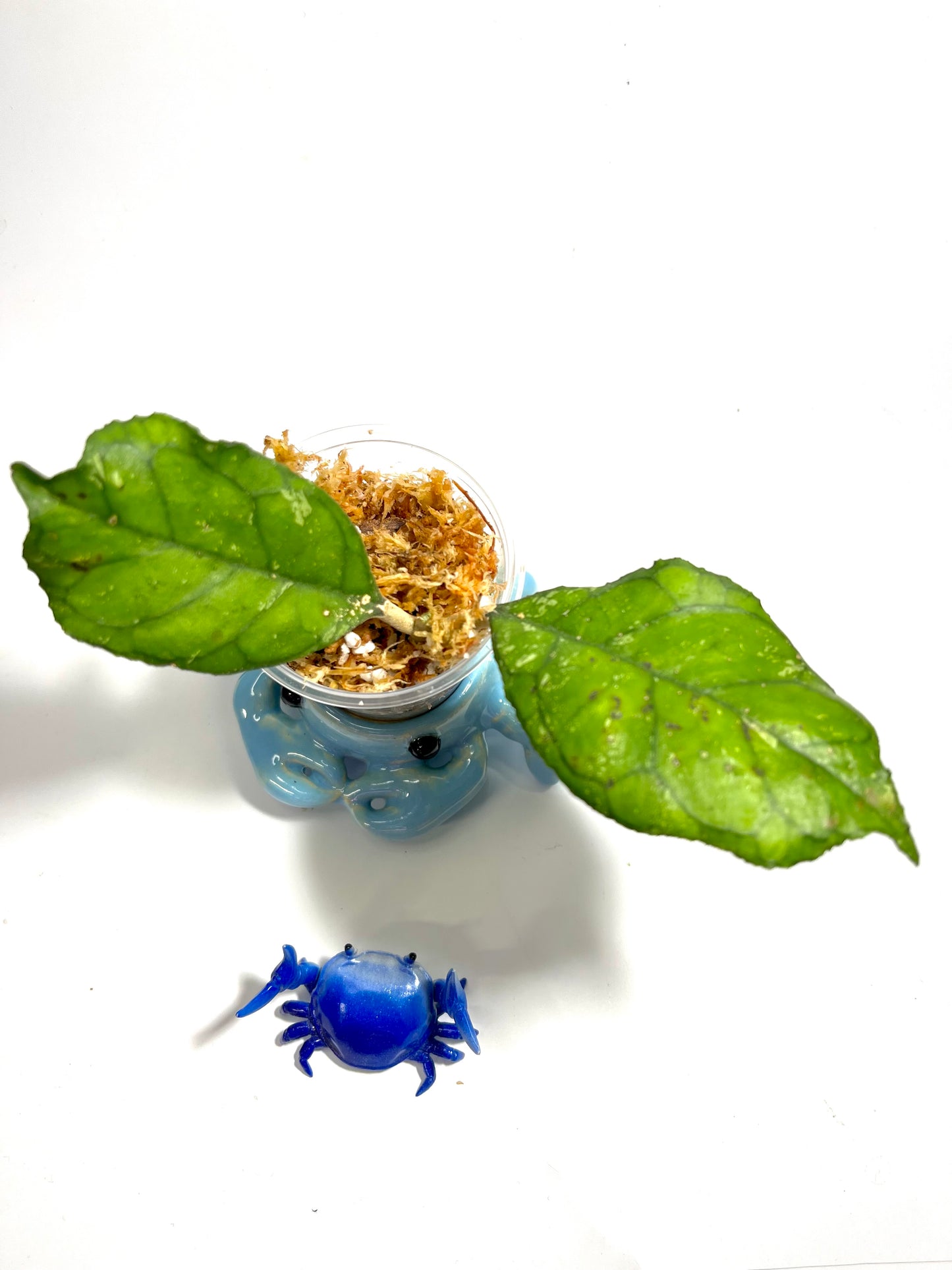 Hoya svetlana - Unrooted