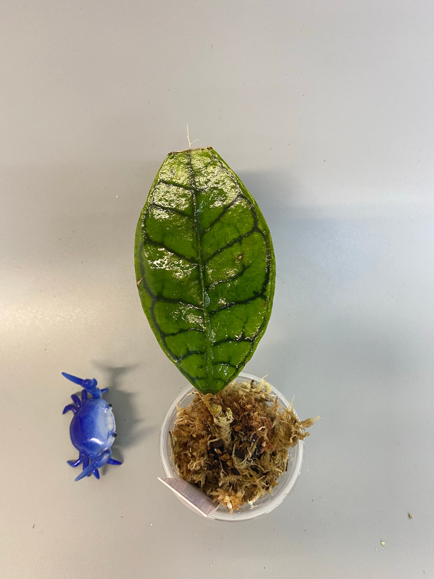 Hoya callistophylla with roots