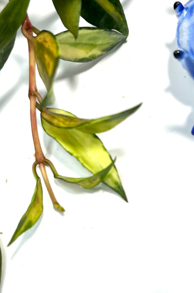 Hoya lacunosa variegated - fresh cut - 2 nodes - Unrooted