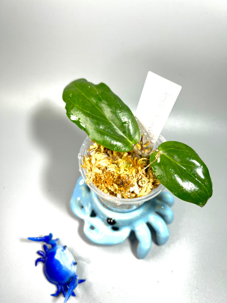 Hoya fitchii x unknown - active growth