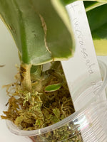 Hoya incrassata albomarginata / ‘eclipse’ - active growth