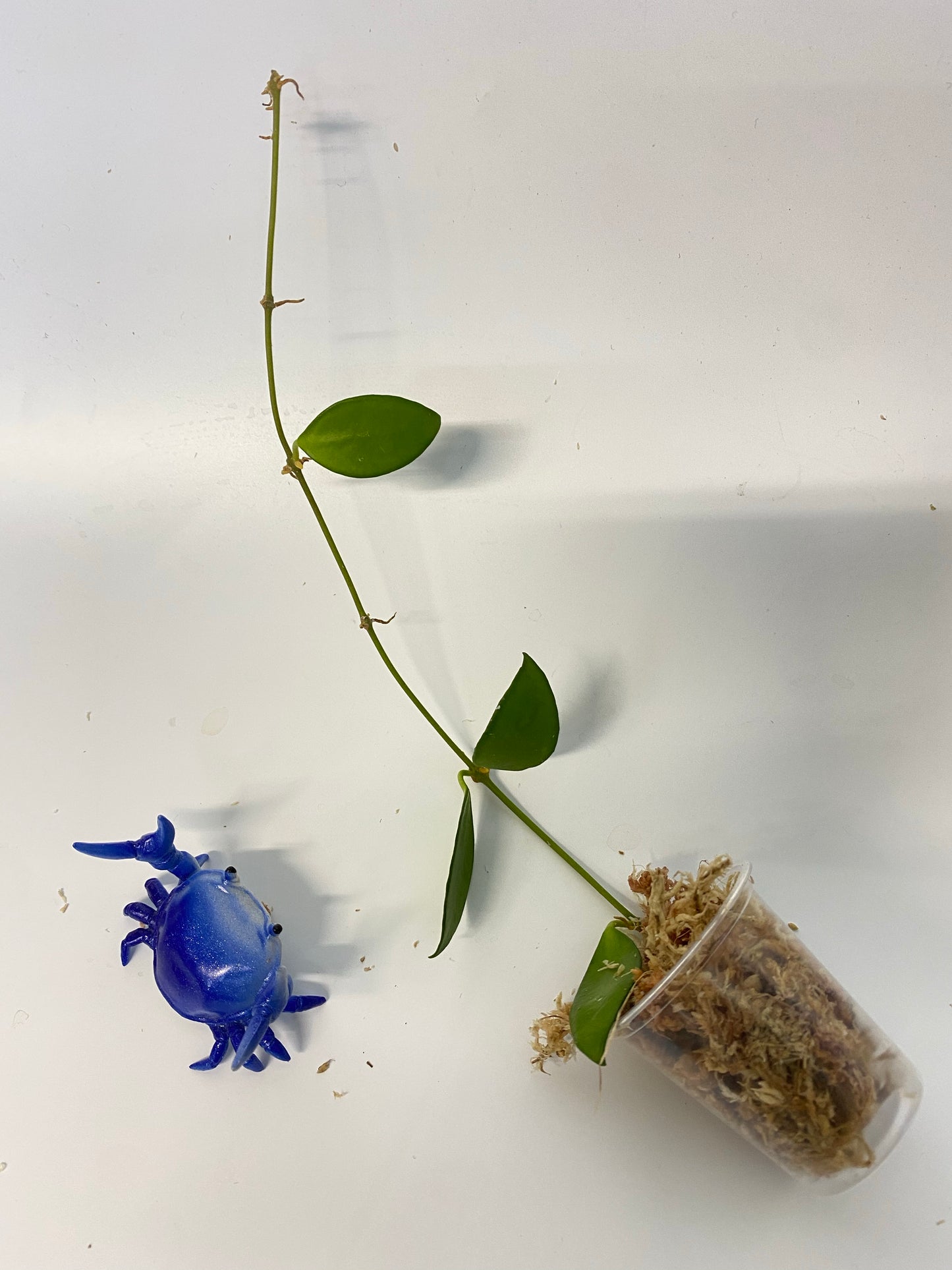 Hoya Davidcummingii - unrooted