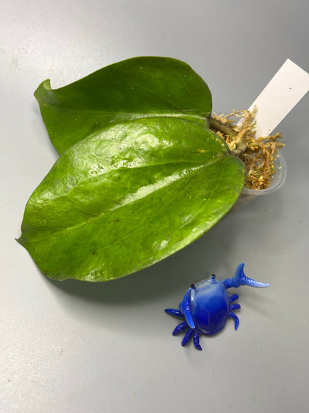 Hoya surigaoensis - has roots