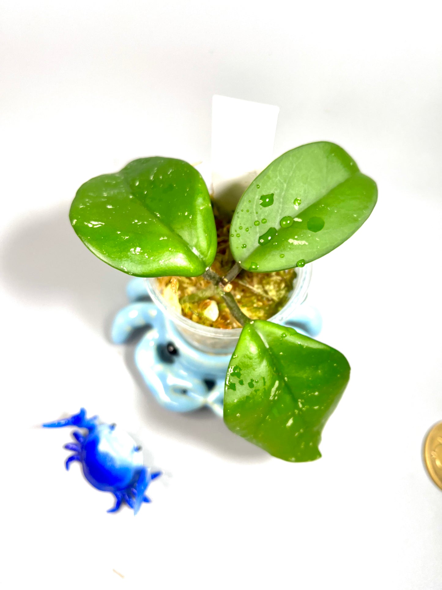 Hoya Leland Joseph - active growth