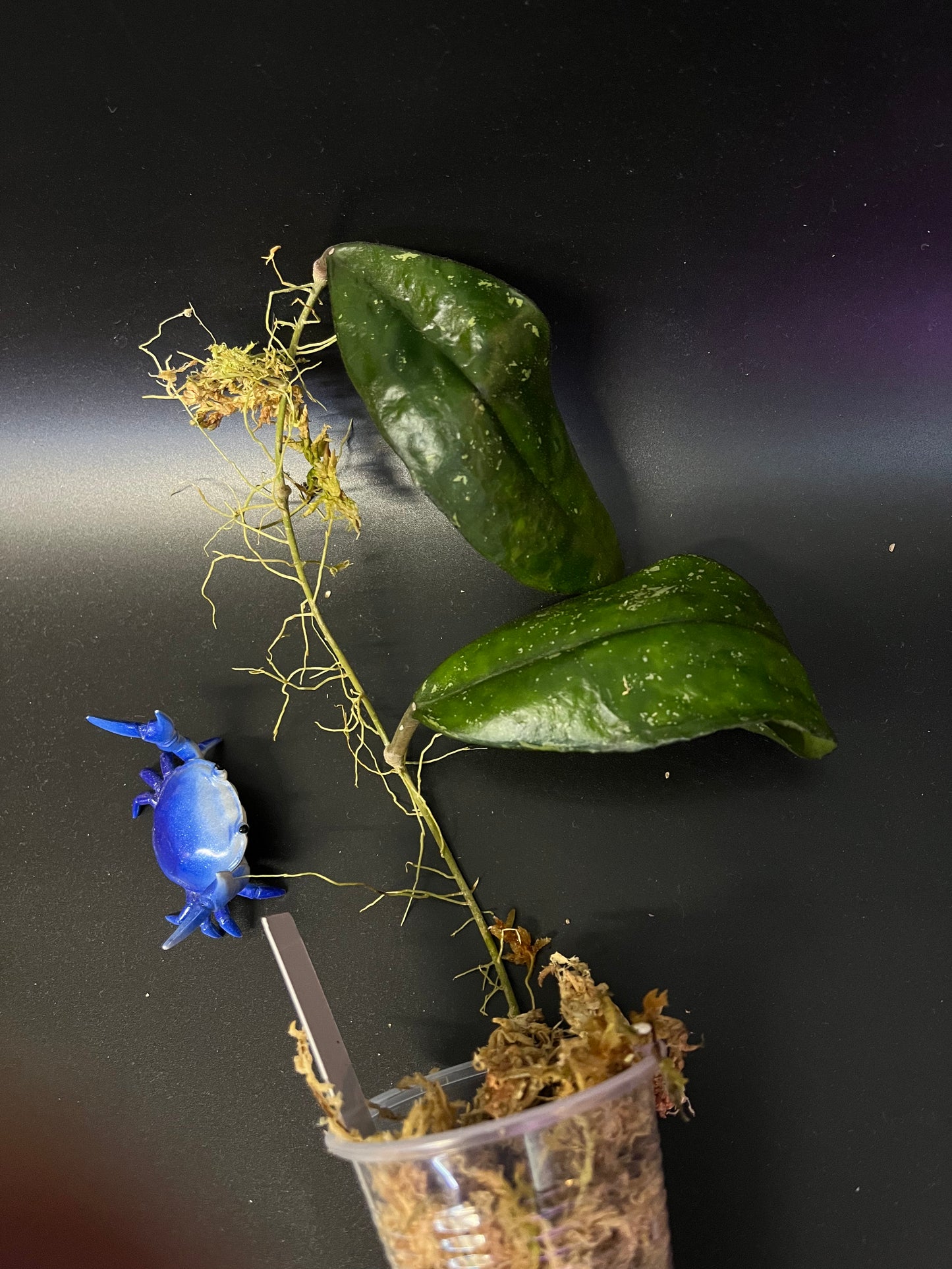 Hoya finlaysonii dark leaf - Unrooted