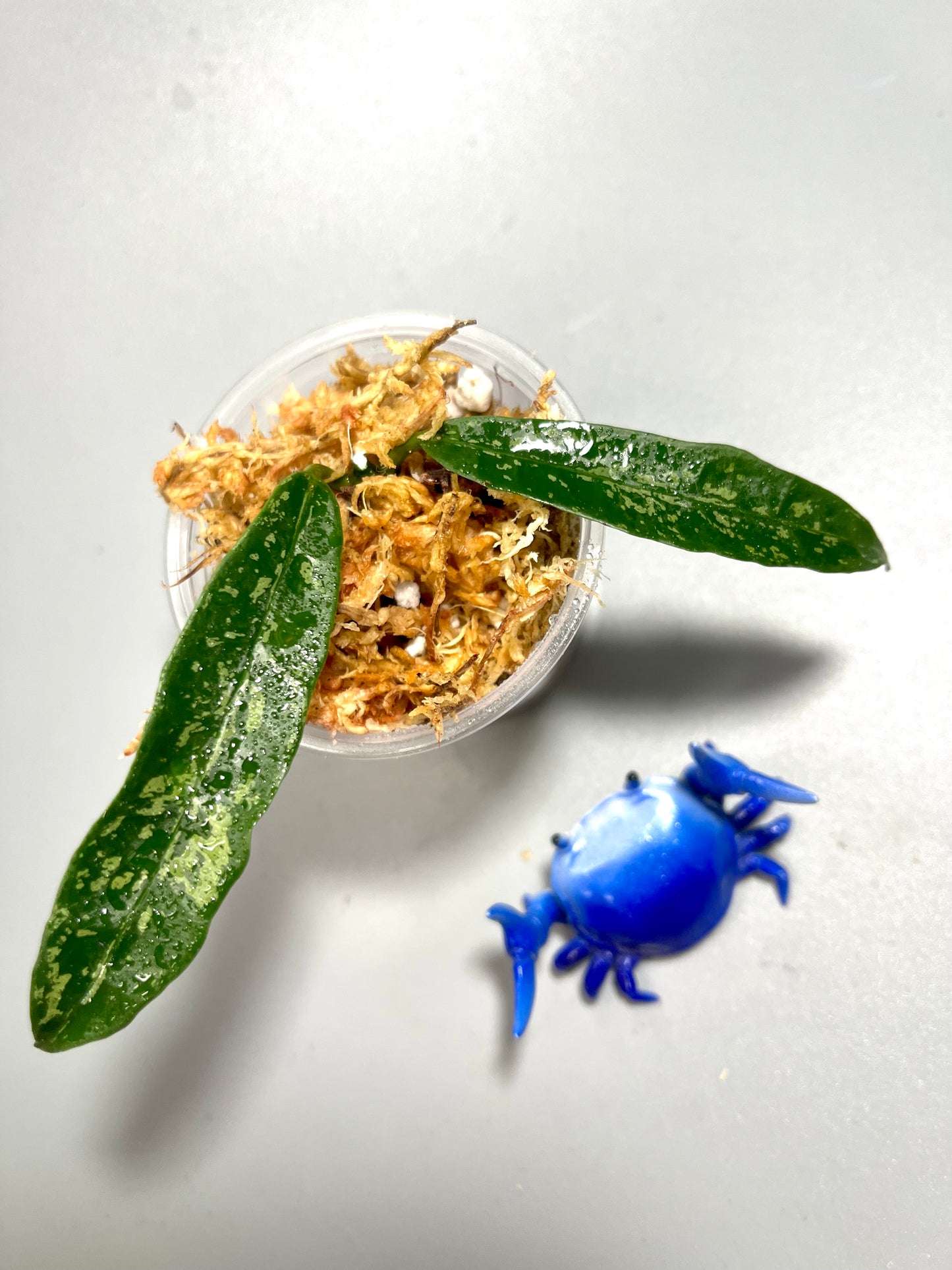 Hoya griffithii splash - Unrooted