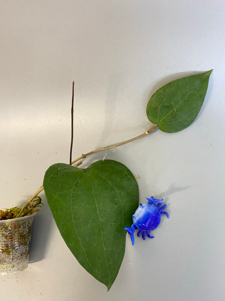 Hoya glabra - has active growth