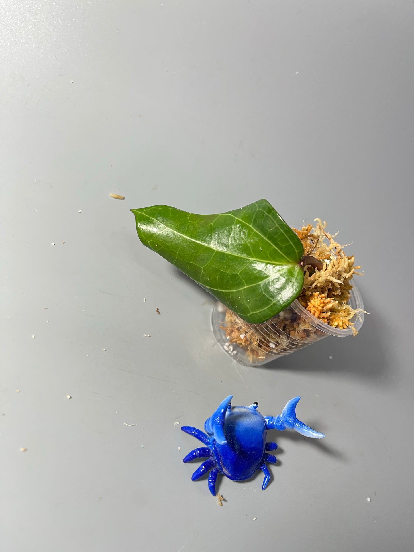 Hoya Latifolia - Unrooted