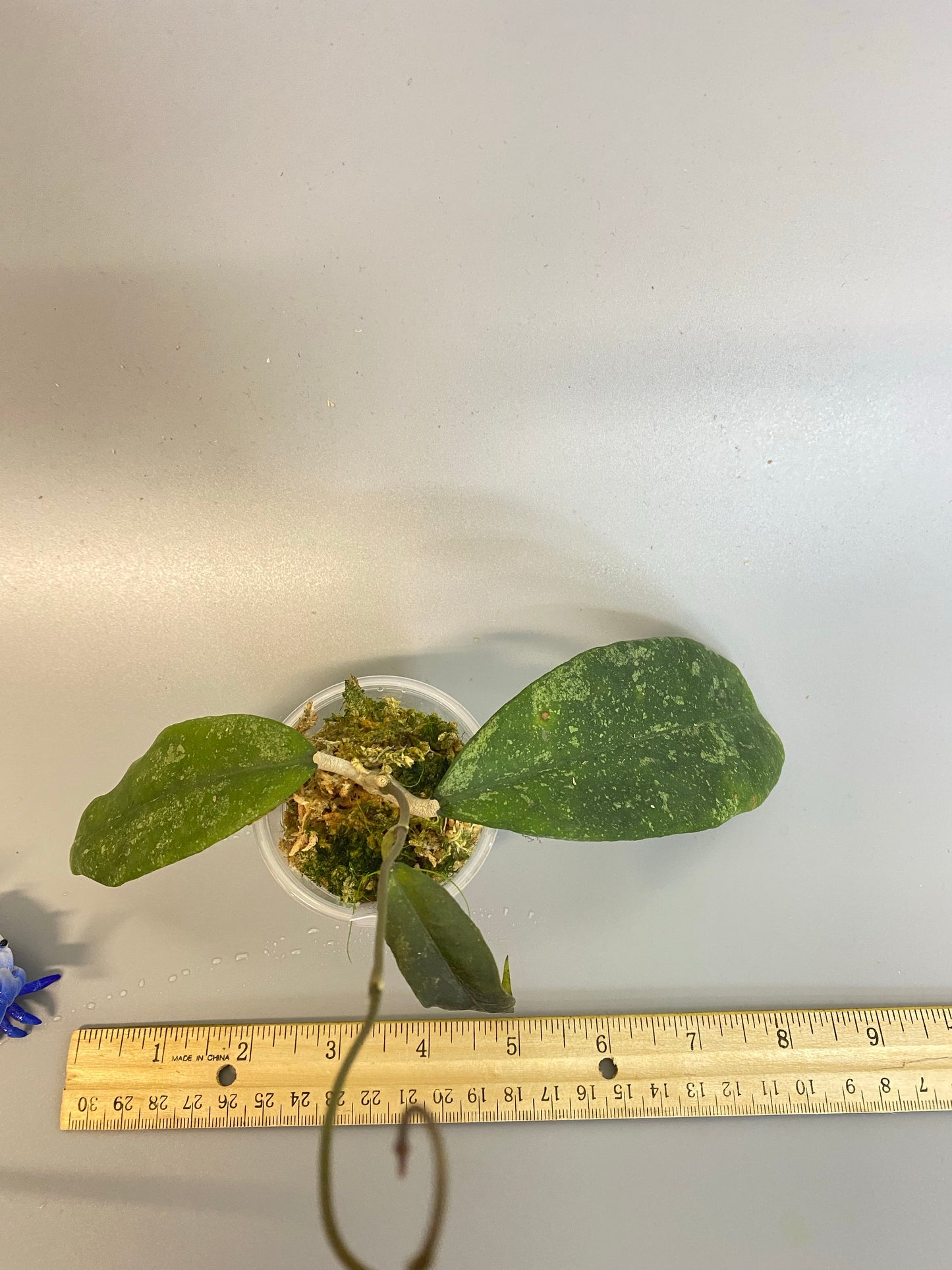 Hoya finlaysonii splash - with new growth