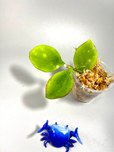 Hoya pseudo littoralis - Unrooted