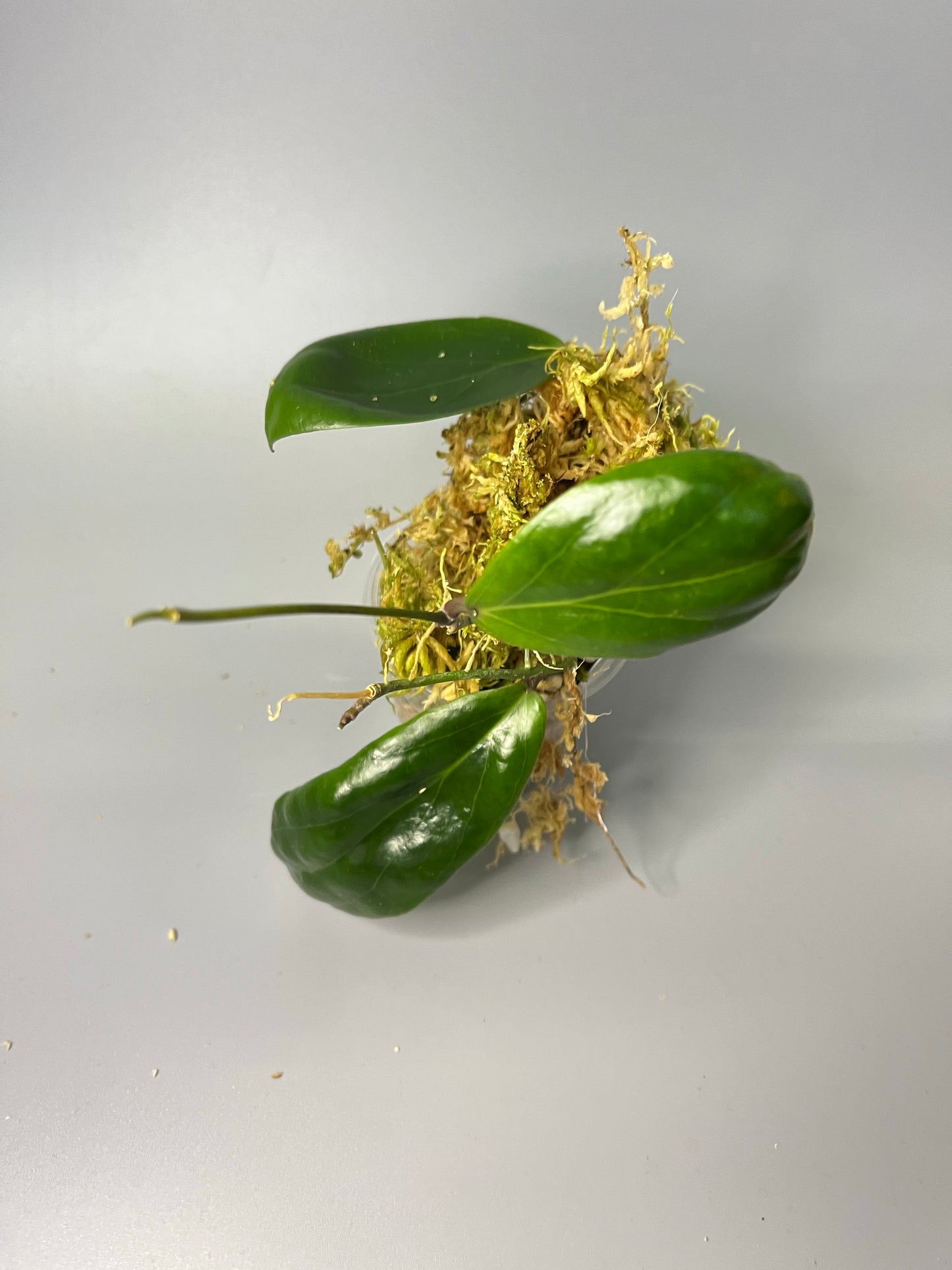 Hoya fitchii - yellow - has some roots