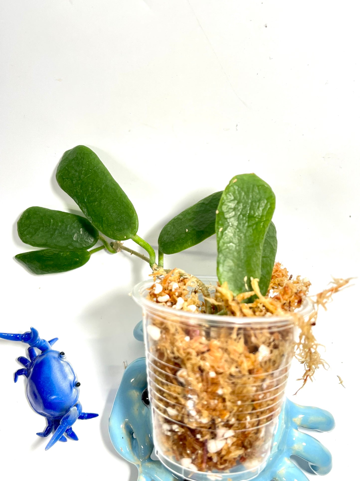 Hoya rotundiflora - 3 nodes - Unrooted