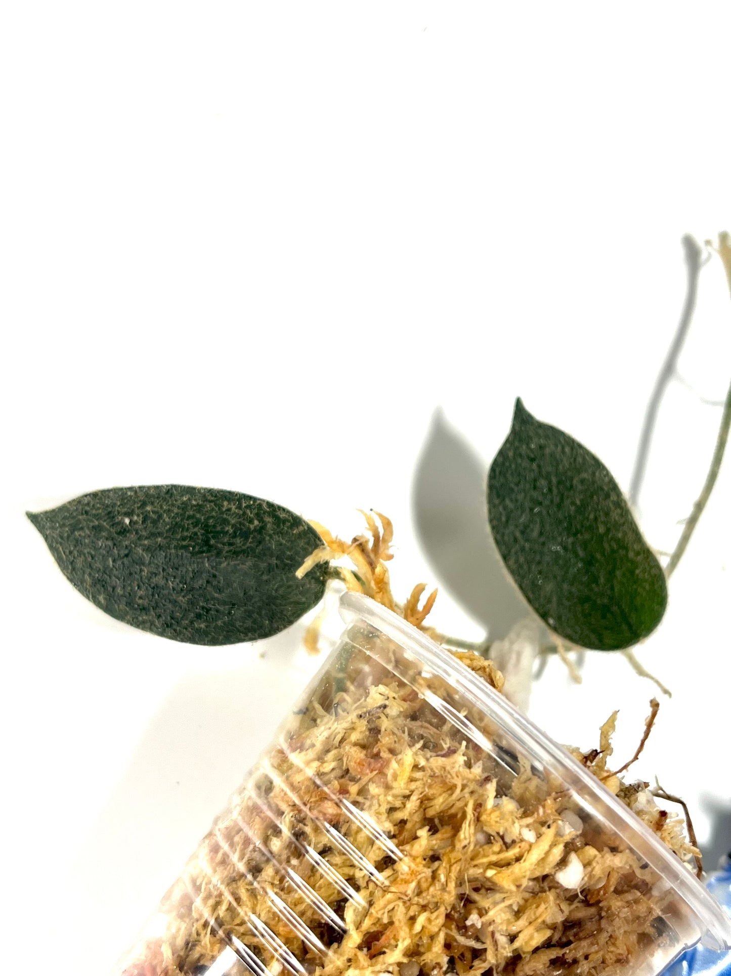 Hoya aff thomsonii 2 nodes / 2 leaves - Unrooted