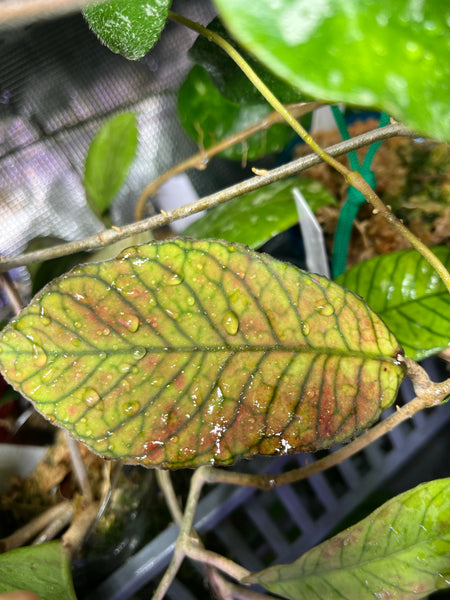 Hoya sabah - fresh cut - 1 node/leaf - Unrooted