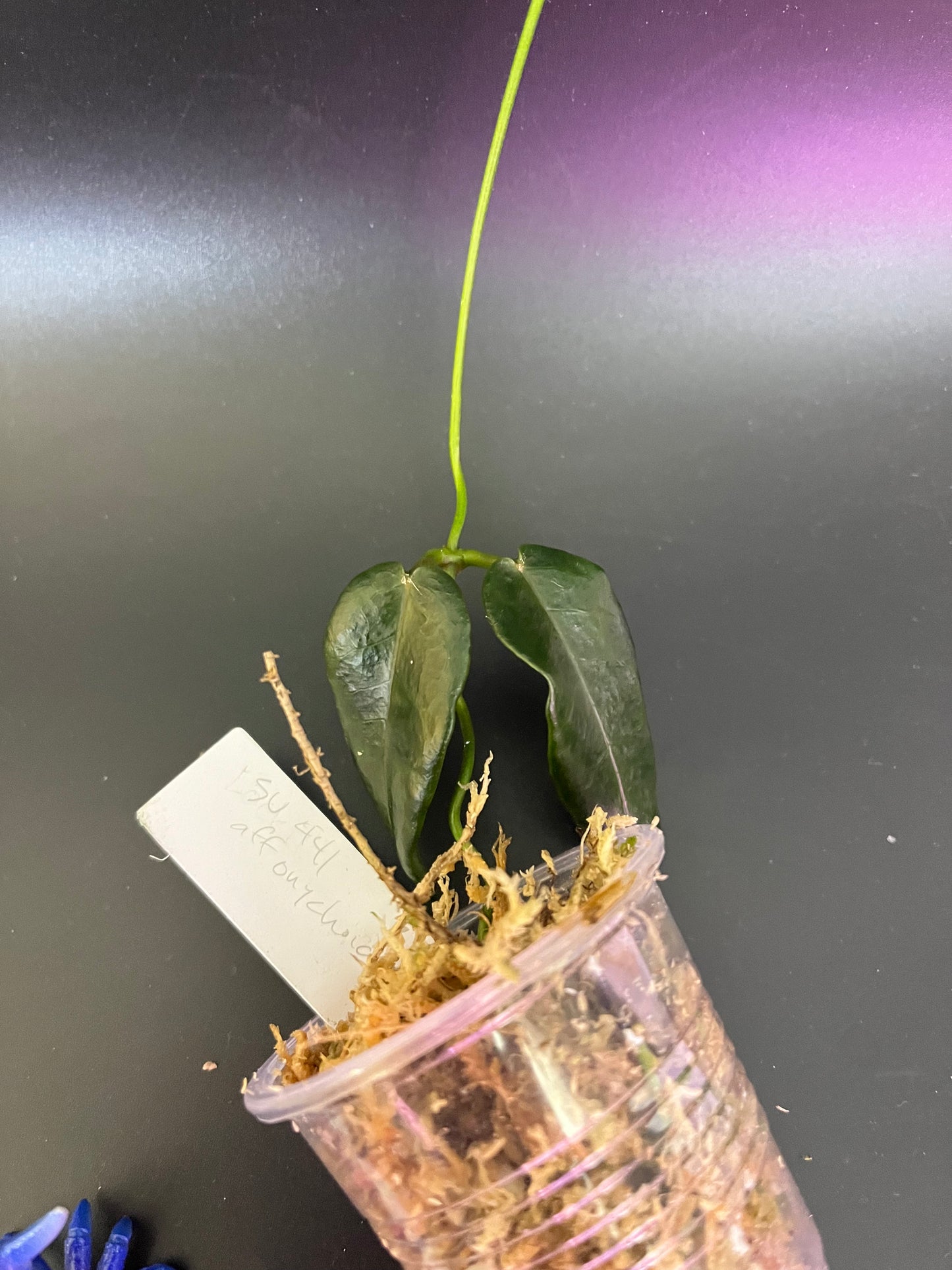 Hoya png sv 441 aff onychoides - unrooted