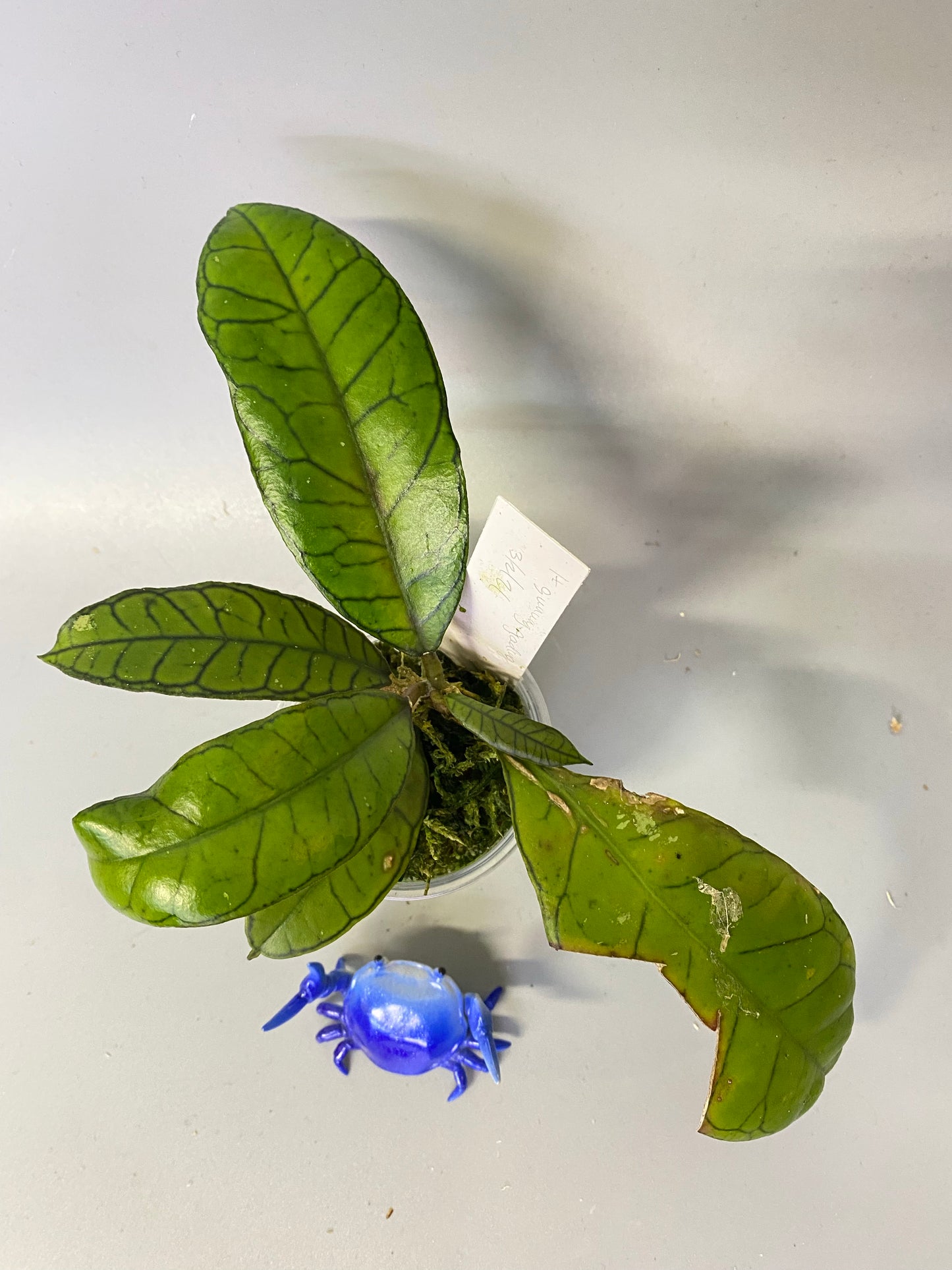 Hoya sp gunung gading - active growth