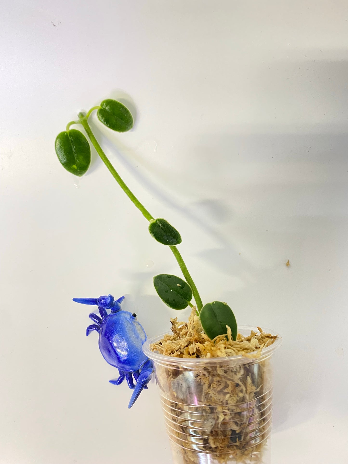 Hoya madulidii - unrooted