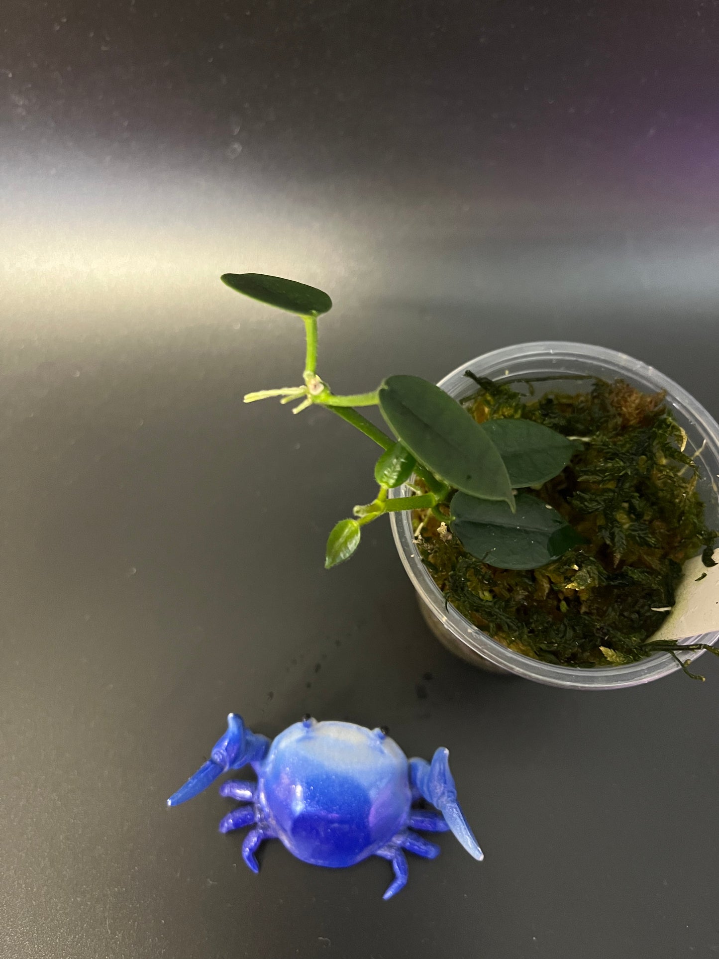 Hoya Lithophytica - active growth