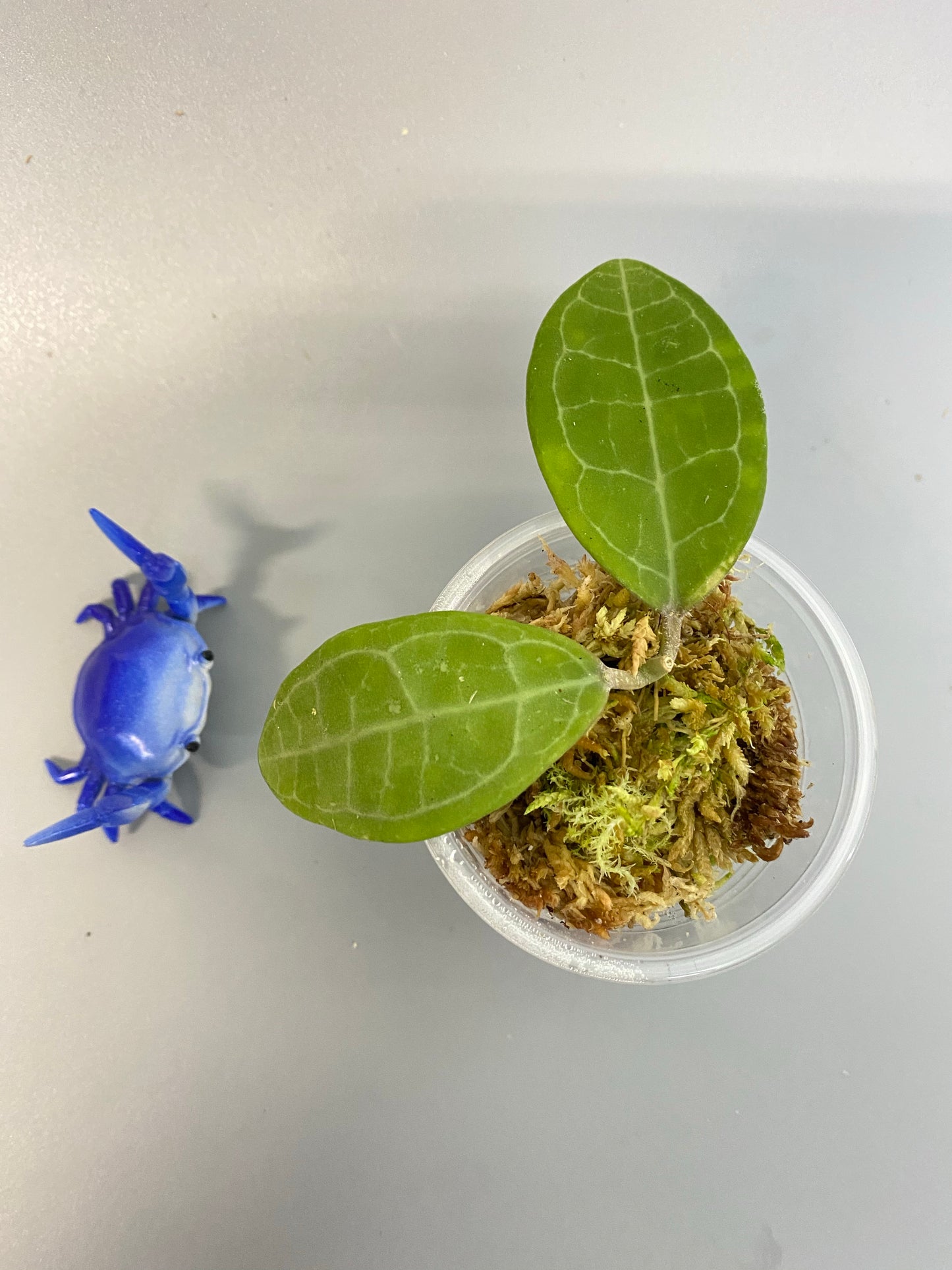 Hoya elliptica - has some roots