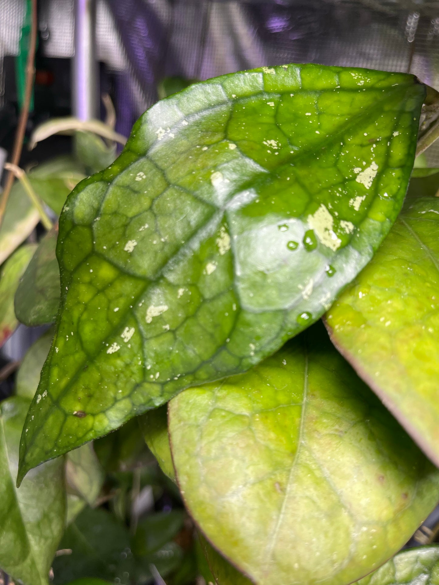 Hoya Germany - fresh 1 node cutting Unrooted