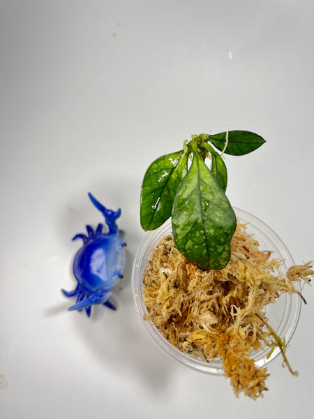 Hoya crassipetiolata splash  -  Unrooted